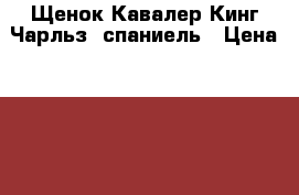 Щенок Кавалер Кинг-Чарльз- спаниель › Цена ­ 28 000 - Орловская обл. Животные и растения » Собаки   . Орловская обл.